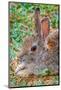 USA, Colorado, Fort Collins. Eastern cottontail rabbit close-up.-Jaynes Gallery-Mounted Photographic Print