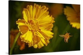 USA, Colorado, Fort Collins. Honey bee flying near yellow flower.-Jaynes Gallery-Stretched Canvas