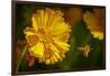 USA, Colorado, Fort Collins. Honey bee flying near yellow flower.-Jaynes Gallery-Framed Photographic Print