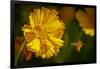 USA, Colorado, Fort Collins. Honey bee flying near yellow flower.-Jaynes Gallery-Framed Photographic Print