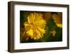 USA, Colorado, Fort Collins. Honey bee flying near yellow flower.-Jaynes Gallery-Framed Photographic Print