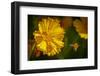 USA, Colorado, Fort Collins. Honey bee flying near yellow flower.-Jaynes Gallery-Framed Photographic Print