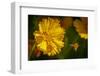 USA, Colorado, Fort Collins. Honey bee flying near yellow flower.-Jaynes Gallery-Framed Photographic Print