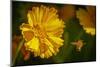 USA, Colorado, Fort Collins. Honey bee flying near yellow flower.-Jaynes Gallery-Mounted Photographic Print