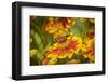 USA, Colorado, Fort Collins. Honey bee on coreopsis flower.-Jaynes Gallery-Framed Photographic Print