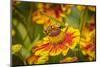 USA, Colorado, Fort Collins. Honey bee on coreopsis flower.-Jaynes Gallery-Mounted Photographic Print