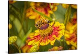 USA, Colorado, Fort Collins. Honey bee on coreopsis flower.-Jaynes Gallery-Stretched Canvas