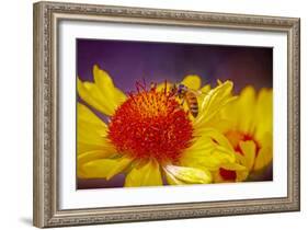 USA, Colorado, Fort Collins. Honey bee on echinacea flower.-Jaynes Gallery-Framed Photographic Print