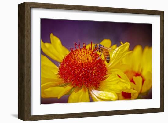 USA, Colorado, Fort Collins. Honey bee on echinacea flower.-Jaynes Gallery-Framed Photographic Print