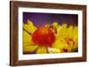 USA, Colorado, Fort Collins. Honey bee on echinacea flower.-Jaynes Gallery-Framed Photographic Print