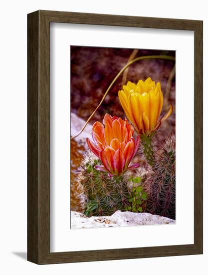 USA, Colorado, Fort Collins. Prickly pear cactus flowers close-up.-Jaynes Gallery-Framed Photographic Print