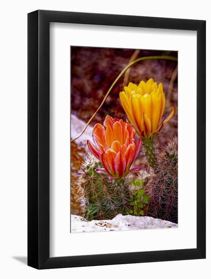 USA, Colorado, Fort Collins. Prickly pear cactus flowers close-up.-Jaynes Gallery-Framed Photographic Print