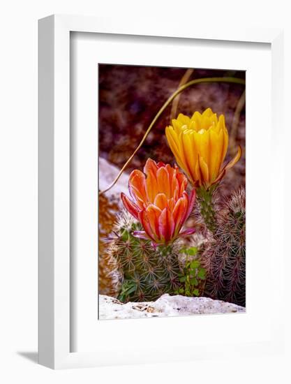 USA, Colorado, Fort Collins. Prickly pear cactus flowers close-up.-Jaynes Gallery-Framed Photographic Print