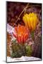 USA, Colorado, Fort Collins. Prickly pear cactus flowers close-up.-Jaynes Gallery-Mounted Photographic Print