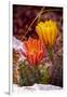 USA, Colorado, Fort Collins. Prickly pear cactus flowers close-up.-Jaynes Gallery-Framed Photographic Print