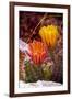 USA, Colorado, Fort Collins. Prickly pear cactus flowers close-up.-Jaynes Gallery-Framed Photographic Print