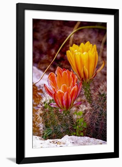 USA, Colorado, Fort Collins. Prickly pear cactus flowers close-up.-Jaynes Gallery-Framed Photographic Print