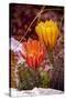 USA, Colorado, Fort Collins. Prickly pear cactus flowers close-up.-Jaynes Gallery-Stretched Canvas
