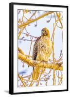 USA, Colorado, Fort Collins. Red-tailed hawk close-up.-Jaynes Gallery-Framed Photographic Print