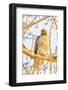 USA, Colorado, Fort Collins. Red-tailed hawk close-up.-Jaynes Gallery-Framed Photographic Print