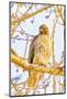 USA, Colorado, Fort Collins. Red-tailed hawk close-up.-Jaynes Gallery-Mounted Photographic Print