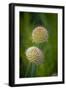 USA, Colorado, Fort Collins. White allium plant close-up.-Jaynes Gallery-Framed Photographic Print