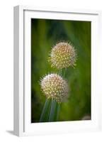 USA, Colorado, Fort Collins. White allium plant close-up.-Jaynes Gallery-Framed Photographic Print