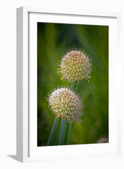 USA, Colorado, Fort Collins. White allium plant close-up.-Jaynes Gallery-Framed Photographic Print