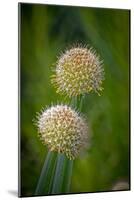 USA, Colorado, Fort Collins. White allium plant close-up.-Jaynes Gallery-Mounted Photographic Print