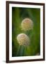 USA, Colorado, Fort Collins. White allium plant close-up.-Jaynes Gallery-Framed Photographic Print