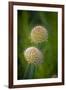 USA, Colorado, Fort Collins. White allium plant close-up.-Jaynes Gallery-Framed Photographic Print