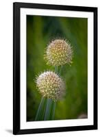 USA, Colorado, Fort Collins. White allium plant close-up.-Jaynes Gallery-Framed Photographic Print