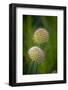 USA, Colorado, Fort Collins. White allium plant close-up.-Jaynes Gallery-Framed Photographic Print