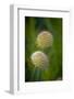 USA, Colorado, Fort Collins. White allium plant close-up.-Jaynes Gallery-Framed Photographic Print