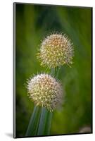 USA, Colorado, Fort Collins. White allium plant close-up.-Jaynes Gallery-Mounted Photographic Print