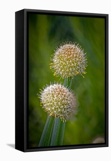 USA, Colorado, Fort Collins. White allium plant close-up.-Jaynes Gallery-Framed Stretched Canvas