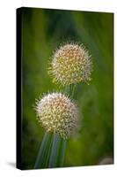 USA, Colorado, Fort Collins. White allium plant close-up.-Jaynes Gallery-Stretched Canvas