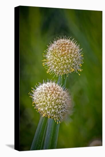 USA, Colorado, Fort Collins. White allium plant close-up.-Jaynes Gallery-Stretched Canvas