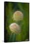 USA, Colorado, Fort Collins. White allium plant close-up.-Jaynes Gallery-Framed Stretched Canvas