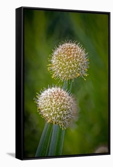 USA, Colorado, Fort Collins. White allium plant close-up.-Jaynes Gallery-Framed Stretched Canvas