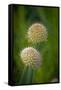 USA, Colorado, Fort Collins. White allium plant close-up.-Jaynes Gallery-Framed Stretched Canvas