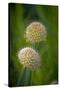 USA, Colorado, Fort Collins. White allium plant close-up.-Jaynes Gallery-Stretched Canvas