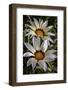 USA, Colorado, Fort Collins. White flower close-up.-Jaynes Gallery-Framed Photographic Print