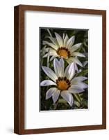 USA, Colorado, Fort Collins. White flower close-up.-Jaynes Gallery-Framed Photographic Print