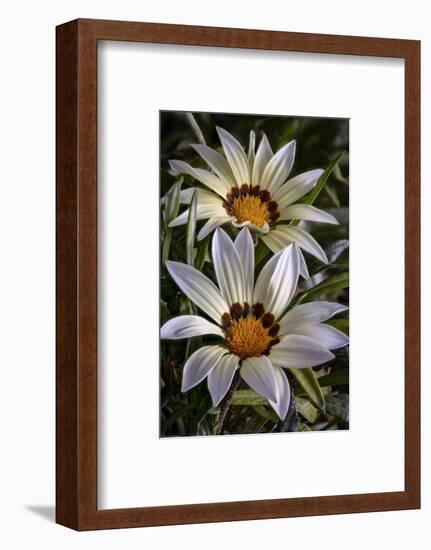 USA, Colorado, Fort Collins. White flower close-up.-Jaynes Gallery-Framed Photographic Print