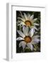 USA, Colorado, Fort Collins. White flower close-up.-Jaynes Gallery-Framed Photographic Print