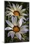 USA, Colorado, Fort Collins. White flower close-up.-Jaynes Gallery-Mounted Photographic Print