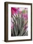 USA, Colorado, Fort Collins. Zebra plant succulent.-Jaynes Gallery-Framed Photographic Print