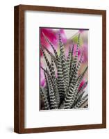 USA, Colorado, Fort Collins. Zebra plant succulent.-Jaynes Gallery-Framed Photographic Print