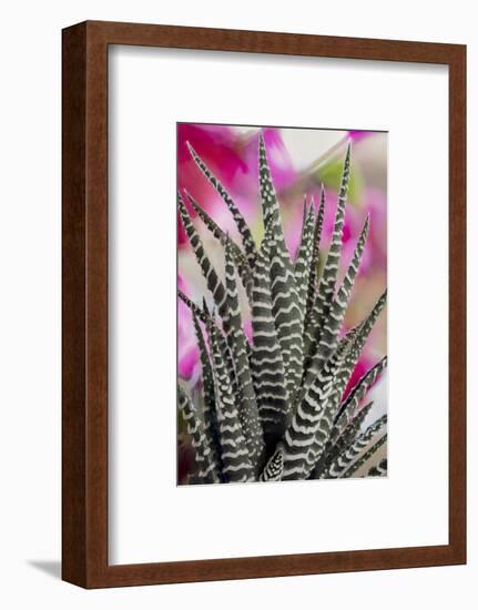 USA, Colorado, Fort Collins. Zebra plant succulent.-Jaynes Gallery-Framed Photographic Print